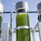 Illustration for article titled Fuel Made From Algae Could Help Fukushima—and the Rest of the World